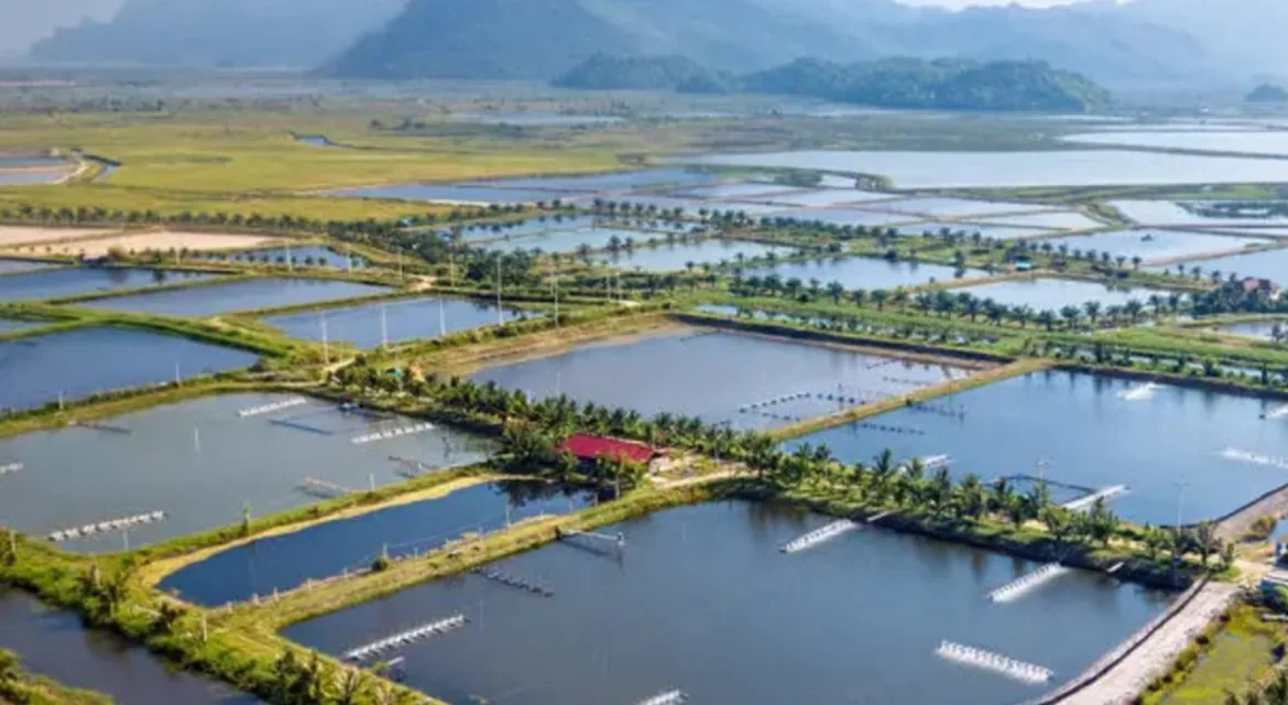 Humpty Doo Barramundi aquaculture facility