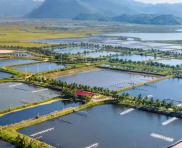 FreshTrack in Action: Humpty Doo Barramundi